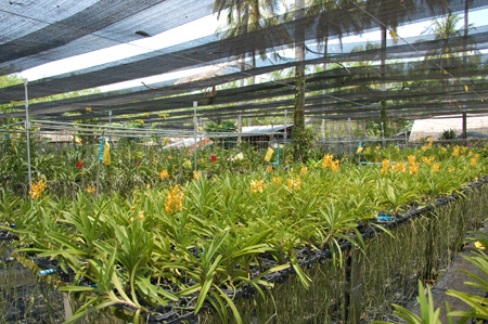 23_Phuket_Orchid_Farm3