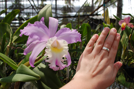 28_Phuket_Orchid_Farm8
