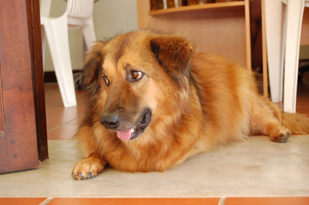 60_Fanta_the_dog