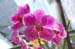 21_Phuket_Orchid_Farm1