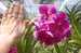 22_Phuket_Orchid_Farm2