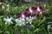 25_Phuket_Orchid_Farm5