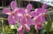 26_Phuket_Orchid_Farm6