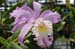 27_Phuket_Orchid_Farm7