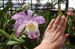 28_Phuket_Orchid_Farm8