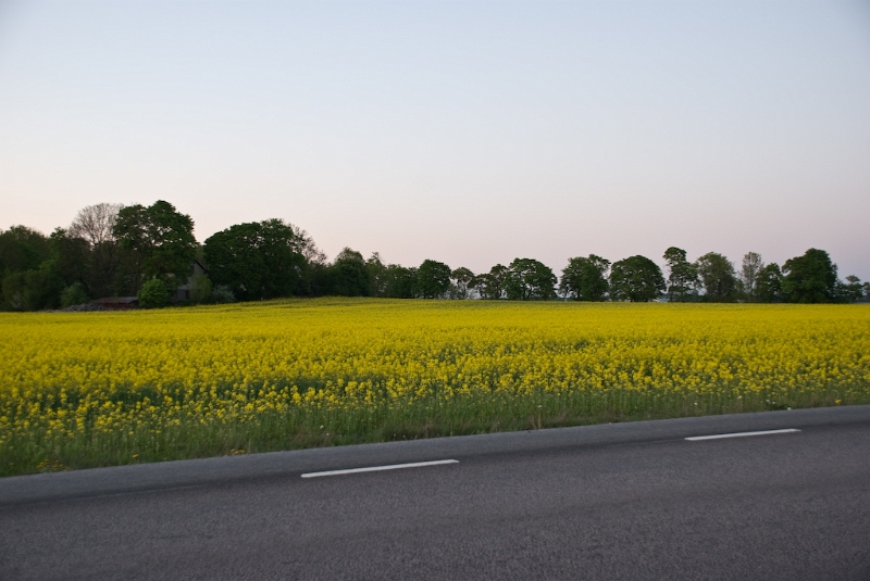 DSC_0207.jpg - Rapsen på väg att slå ut i full blom