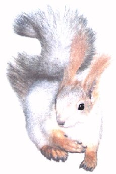 Squirrel